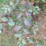 Spiraea trilobata Leaf