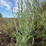 Chenopodium pratericolaFolha