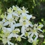 Clematis recta Fula