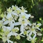 Clematis recta Цвят