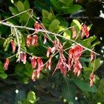 Pterolobium stellatum Flower