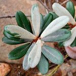 Pycnandra intermedia Leaf