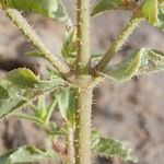 Trichodesma africanum Corteza