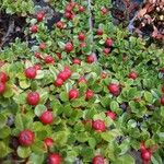 Cotoneaster microphyllus Gyümölcs