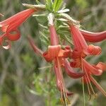 Anisacanthus thurberi Flower