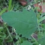 Chenopodium albumLeaf