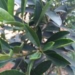 Ilex mitis Blatt