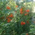 Tecomaria capensis Blüte