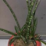 Dracaena stuckyiLeaf