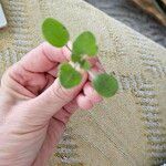 Theligonum cynocrambe Leaf