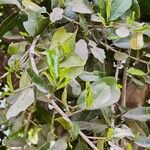 Manilkara hexandra ഇല