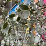 Eucalyptus gunnii Leht