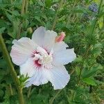 Hibiscus syriacusКветка