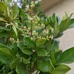 Ligustrum japonicumFlower