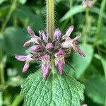 Stachys alpina Květ