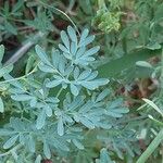 Ruta chalepensis Hoja