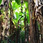 Musa zaifui Corteza