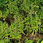 Salvia somalensis Hábito