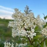 Ligustrum vulgareBlüte