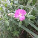 Epilobium hirsutum 花