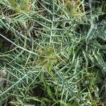 Galactites duriaei Likasa