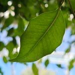 Ficus benjamina Leaf