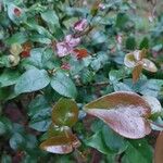 Eugenia uniflora Likasa