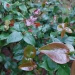 Eugenia uniflora Leaf