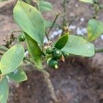 Citrus × aurantiifolia Fruit