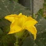 Cucurbita maxima Flower