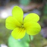 Viola sempervirens Kwiat