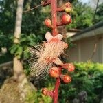 Barringtonia racemosa Kukka