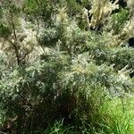 Sophora denudata Hábito
