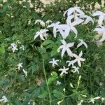 Jasminum grandiflorum फूल