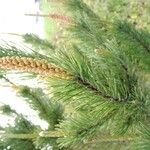Pinus mugo Ліст