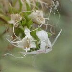 Echium brevirame Flower