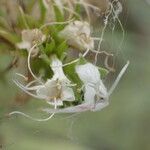 Echium brevirame Cvijet