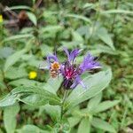 Centaurea montanaFlower