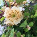 Actinidia deliciosa Flor