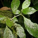 Drymonia rubripilosa 叶