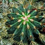 Ferocactus glaucescens Foglia