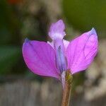 Polygala vulgaris Fleur