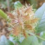 Glycyrrhiza echinata Fruit