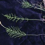 Equisetum diffusum Агульны выгляд