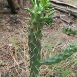 Austrocylindropuntia cylindrica Tervik taim