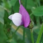 Vicia bithynica Fleur