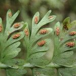 Asplenium dregeanum Yaprak