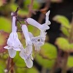 Plectranthus ernstii 花