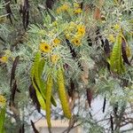 Senna artemisioides Blüte