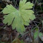 Geranium pratense برگ